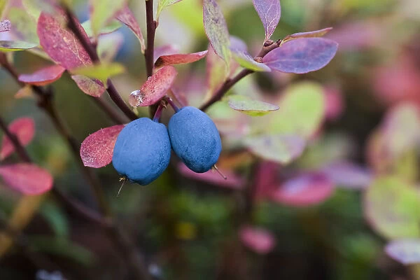 Close-Up Of Blueberries On A Lowbush Blueberry Plant (Vaccinium Angustifolium); Alaska, United States Of America