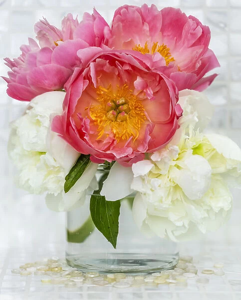Close-up bouquet of pink and white peonies in a glass vase in Surrey, B. C. Canada