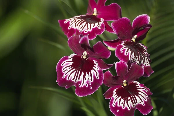 Close-Up Of Bright Purple And White Orchid