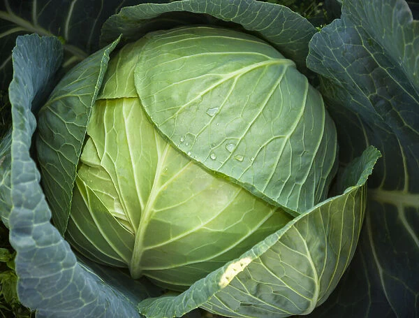 Close-up of cabbage head and leaves