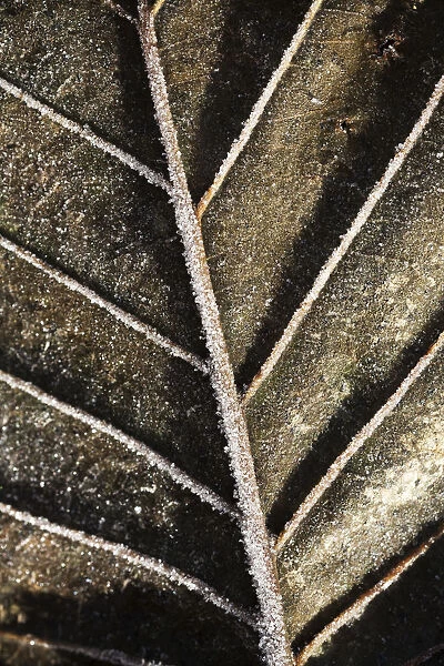 Close-Up Detail Of A Frosty Autumn Coloured Leaf; Alaska, United States Of America