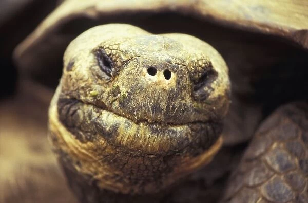 Close-Up Of Giant Tortoise