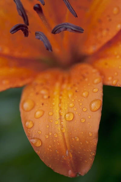 Close-Up Of Orange Lily Flower After Rain; Beads Of Water On Petals