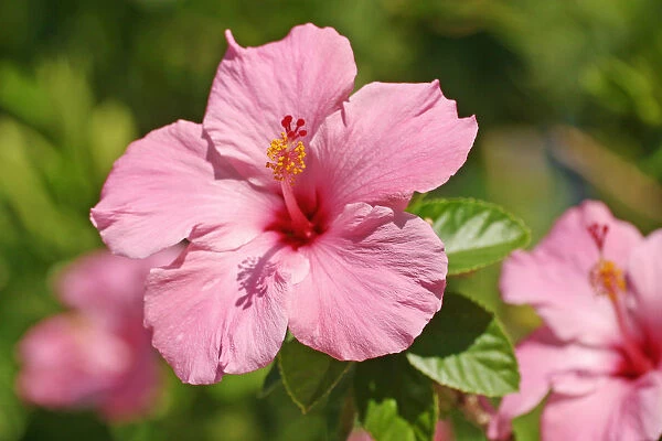 Close-Up Of A Pink Hibiscus