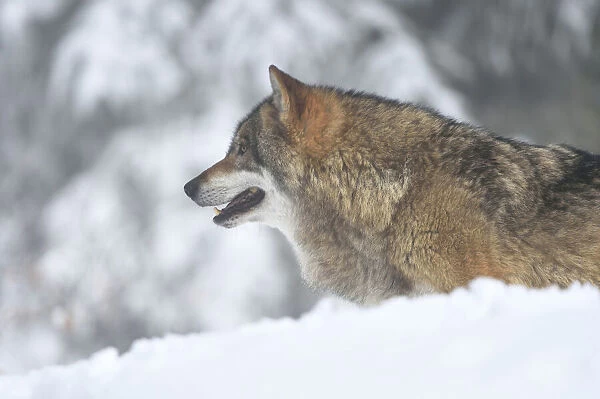 Close-up portrait of a European grey wolf (canis lupus) in winter, Bavarian Forest, Bavaria, Germany