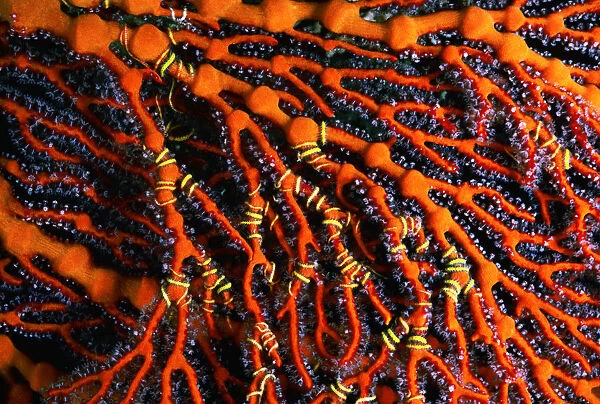 Close-Up of Red Seafan With Seastar Wrapped Around Branches; Fiji