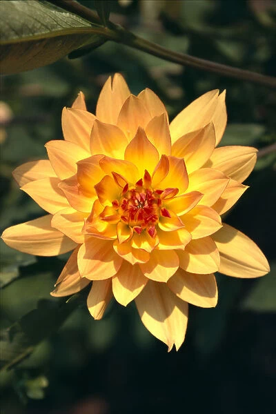 Close-Up Single Dahlia Flower On Plant, Orange Yellow With Red Center Tips