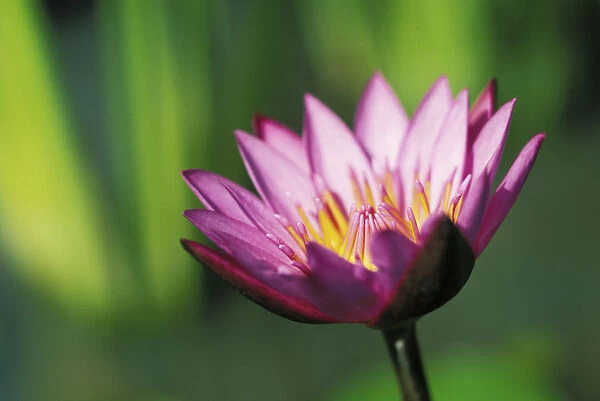 Close-Up Detail Of Single Pink Purple Water Lily Flower With Darker Tips