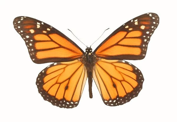 Closeup Of A Butterfly