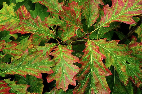 NA. Closeup of oak leaves with fall colors