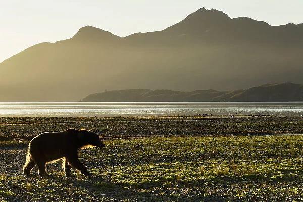 Coastal Brown Bear (Ursus Arctos) Walking Along Shoreline At Dawn Along Kukak Bay, Katmai National Park, Southwest Alaska