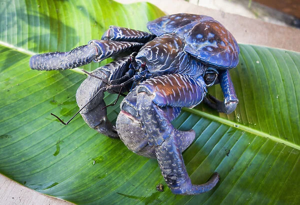 Coconut Crab (Birgus Latro); Vanuatu