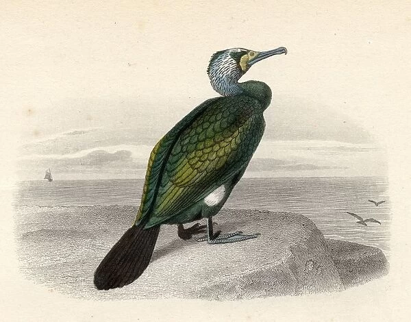 The Cormorant, Drawn By Edouard Travies, Engraved By Nargeot And Sons