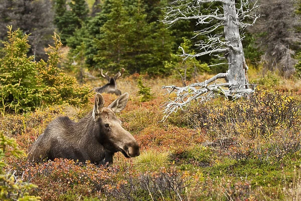 A Cow Moose Rests In A Blueberry Patch During The Autumn Rut In Chugach State Park Near Anchorage, Southcentral Alaska, Fall  /  N