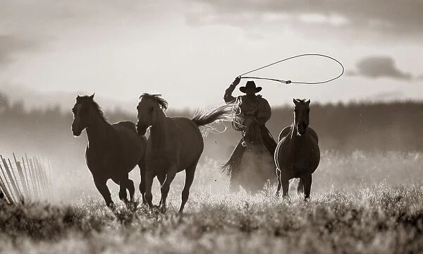 Cowboy Lassoing Horses; Senaca, Oregon, Usa