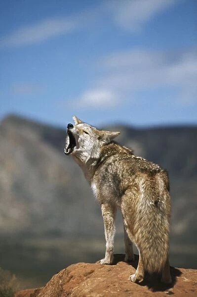 Coyote Howling From High Point