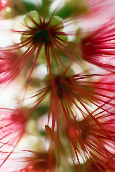 Crimson Bottlebrush (Callistemon Citrinus), Abstract Of Flower Detail