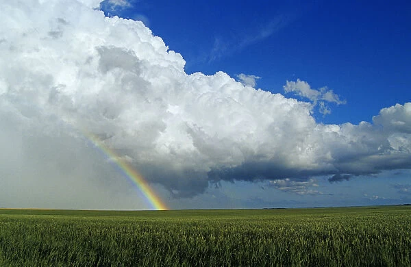 Cumulonimbus Cloud Mass And Rainbow With Wheat Field In The Foreground, Near Bromhead, Saskatchewan