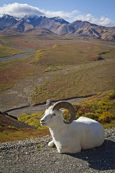 A Dall Ram Lies On Shoulder Of The Park Road Overlooking Polychrome Pass River Valley, Denali National Park And Preserve, Interior Alaska, Autumn