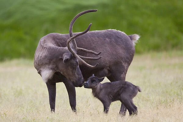 A Day Old Reindeer Calf Is Nuzzled By Its Mother In A Grassy Field, Alaska Wildlife Conservation Center, Southcentral Alaska, Summer. Captive