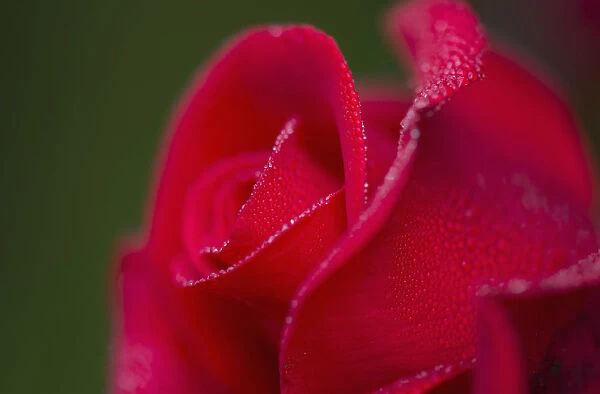 Dew Covers A Rose Blossom; Astoria, Oregon, United States Of America
