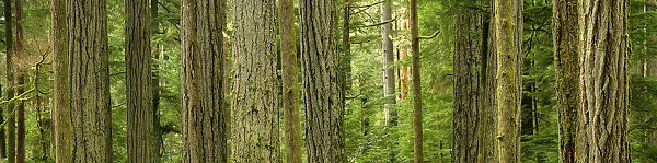 Douglas Firs And Sitka Spruce, Cathedral Grove, British Columbia