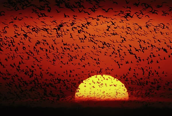 Dramatic flock of birds in sunset sky