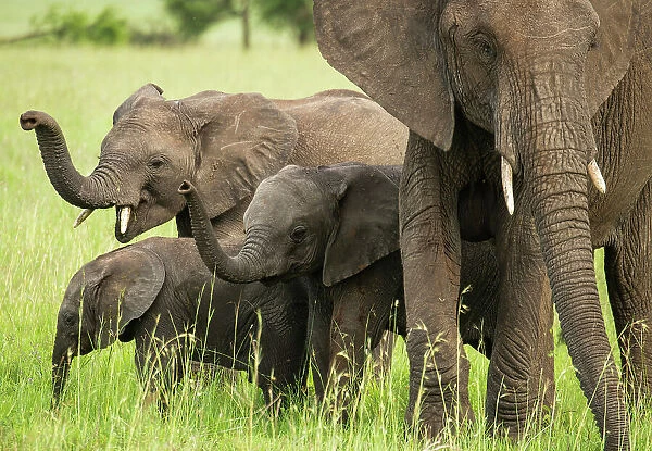 NA. Elephants standing in grassland in Serengeti National Park, Tanzania