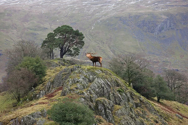 An elk standing on the top of a rock and calling; Cumbria england