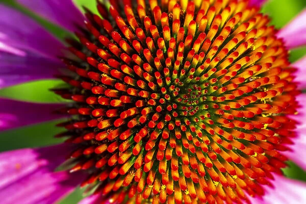 Extreme close-up of echinacea stamens in full bloom