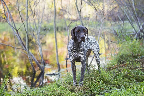 Female German Shorthair Pointer In Early Autumn Vegetation; Canterbury, Connecticut, United States Of America