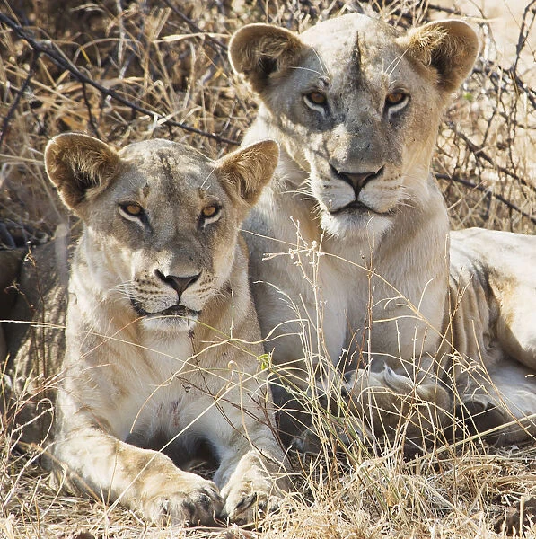 Two female lions sitting in the grass in msai mara national reserve; Msai mara kenya