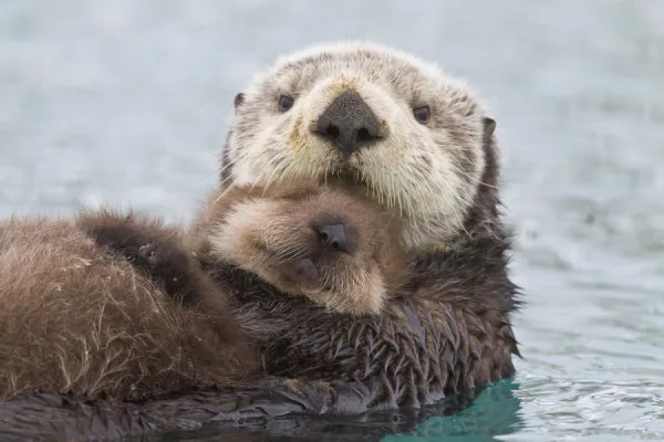 Female Sea Otter Holding Newborn Pup Out Of Water, Prince William Sound, Southcentral Alaska, Winter