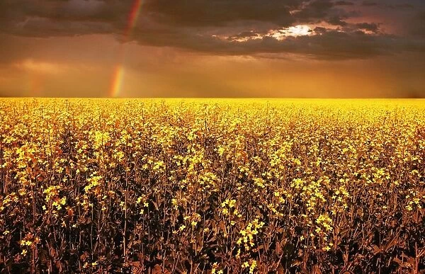 A Field Of Canola With A Rainbow
