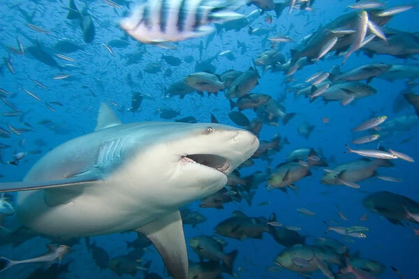 Fiji, Bull shark (Carcharhinus leucas) among school of fish; Bequ Lagoon