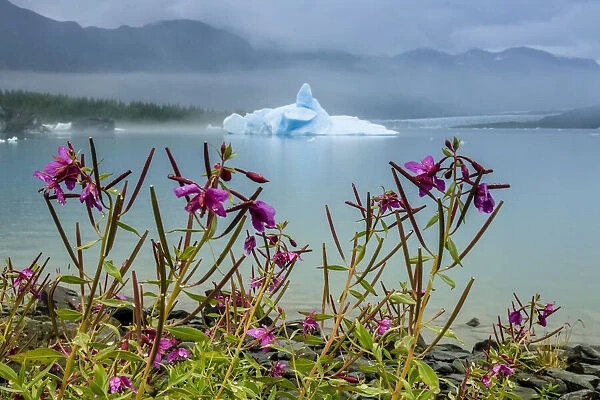Fireweed and sculpted blue iceberg in Bear Glacier Lagoon, Kenai Fjords National Park, Alaska, USA
