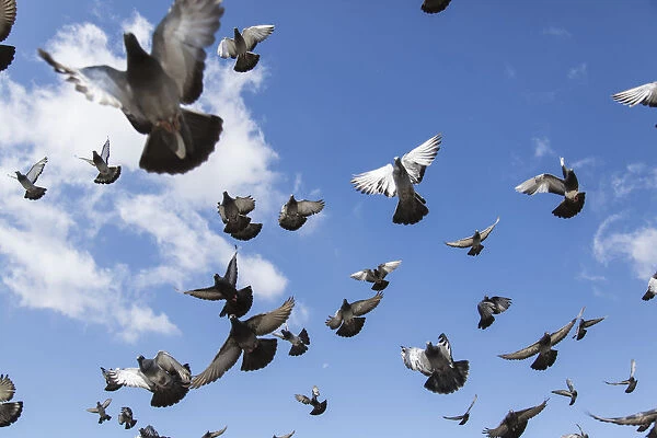 A flock of pigeons taking flight in a blue sky, Mongolia