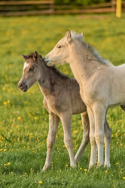 Two foals on a pasture in springtime