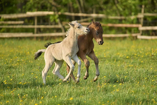 Two foals running on a pasture in springtime