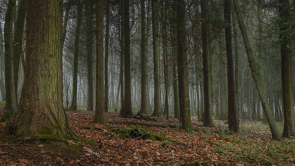 A thin fog lingers in a forest of evergreen trees; Brighton, East Sussex, England