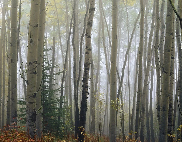 Foggy Aspen Forest Near Ester Interior Ak Autumn