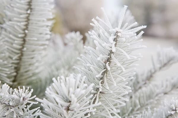 Frost On Pine Tree