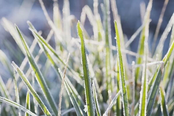 Frozen Blades Of Grass