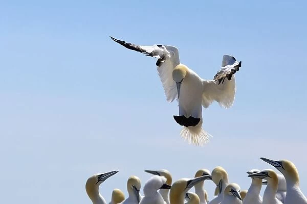 Gannet Descending In The Flock; Perce, Quebec, Canada