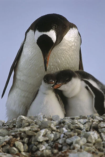 Gentoo Penguin Parent & Chicks Huddled Together  /  Nnew Island Falkland Islands