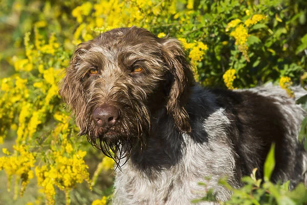 German Wirehaired Pointer In Autumn; Hanover, Connecticut, United States Of America