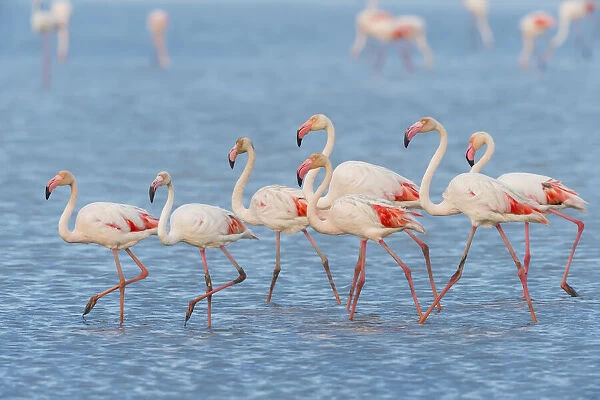 Greater Flamingos (Phoenicopterus roseus), Saintes-Maries-de-la-Mer, Parc Naturel Regional de Camargue, Languedoc-Roussillon, France