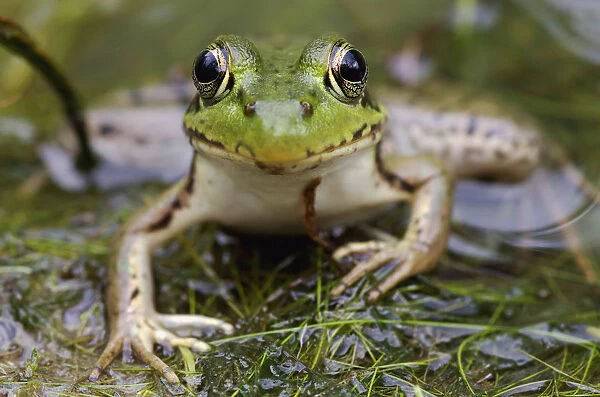 Green Frog; Vaudreuil Quebec Canada