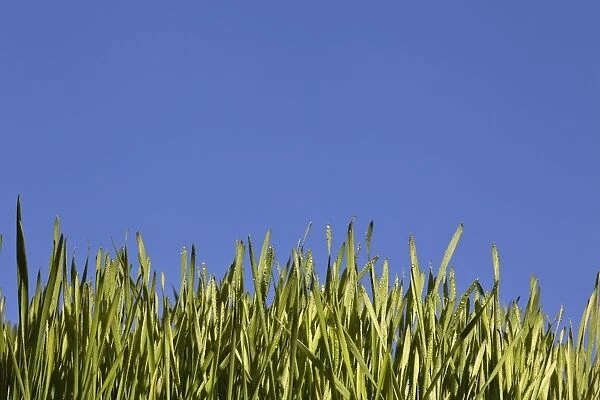 Green Grass Against A Blue Sky; Edmonton, Alberta, Canada