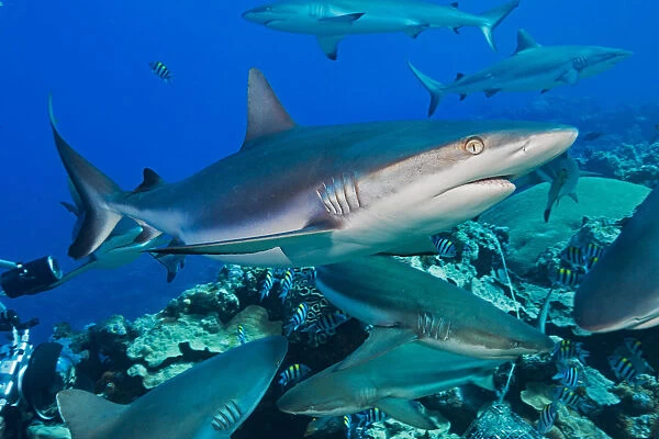 Grey Reef Sharks (Carcharhinus Amblyrhynchos) At A Controled Feeding Off The Island Of Yap; Yap, Micronesia